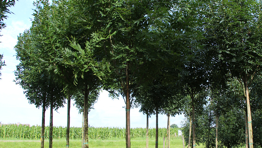 Fraxinus excelsior 'Atlas' hochstämmig