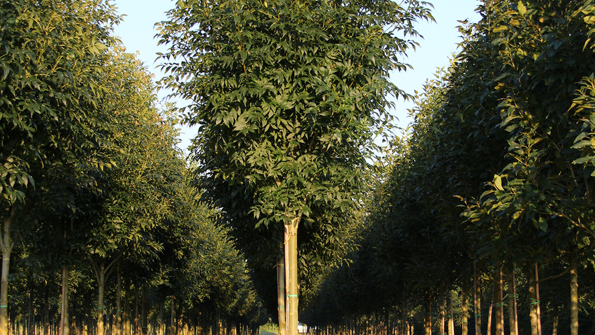 Fraxinus excelsior 'Atlas' hochstämmig