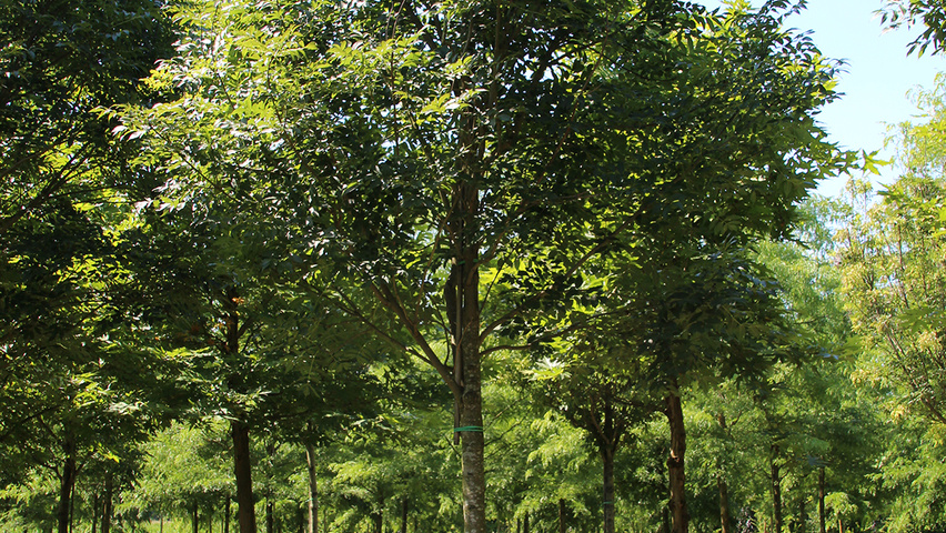 Fraxinus excelsior 'Atlas' hochstämmig