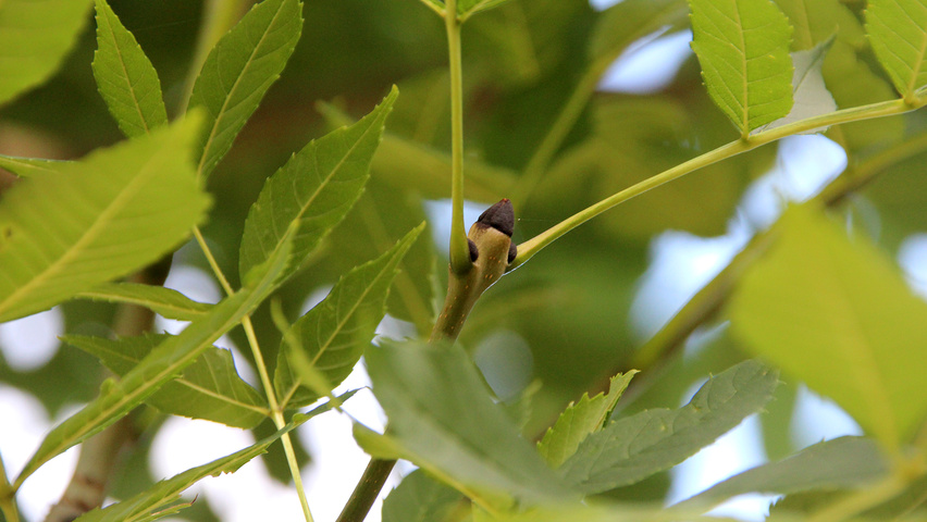 Fraxinus excelsior 'Atlas' Blatt