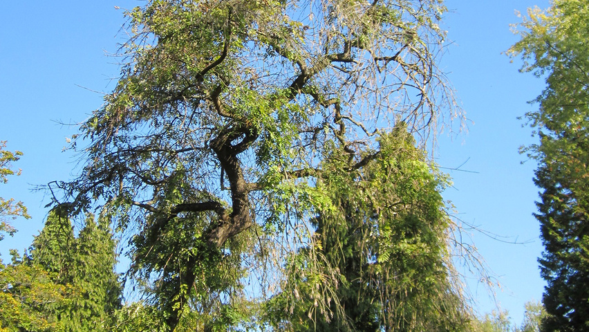 Fraxinus excelsior 'Aurea Pendula' haute tige