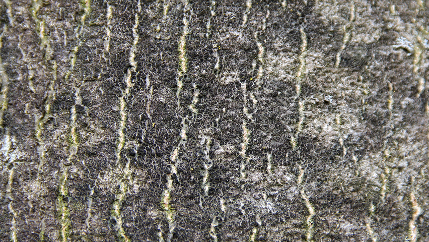Fraxinus excelsior bark