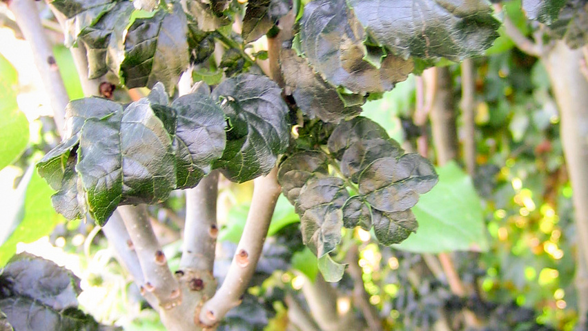 Fraxinus excelsior 'Crispa' leaves