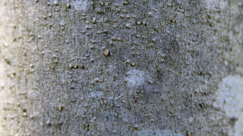 Fraxinus excelsior 'Diversifolia' tronc