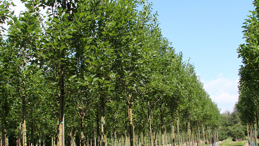 Fraxinus excelsior 'Diversifolia' haute tige