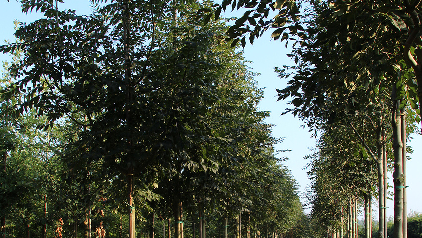 Fraxinus excelsior 'Diversifolia' haute tige