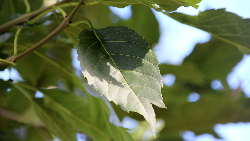 Fraxinus excelsior 'Diversifolia' Feuilles
