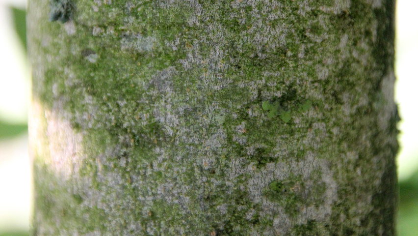 Fraxinus excelsior 'Geessink' Rinden