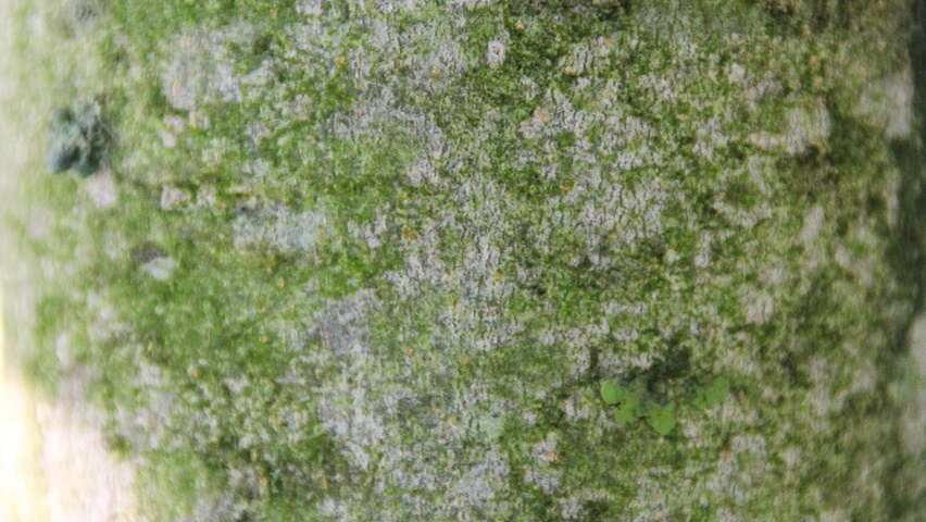 Fraxinus excelsior 'Geessink' кора