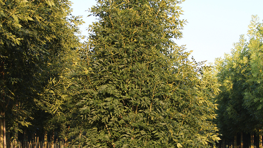 Fraxinus excelsior 'Geessink' Stammbüsche