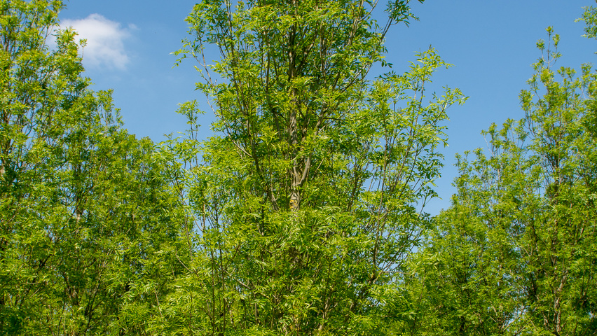 Fraxinus excelsior 'Geessink' Деревья с центральным стволом и ветвями от земли