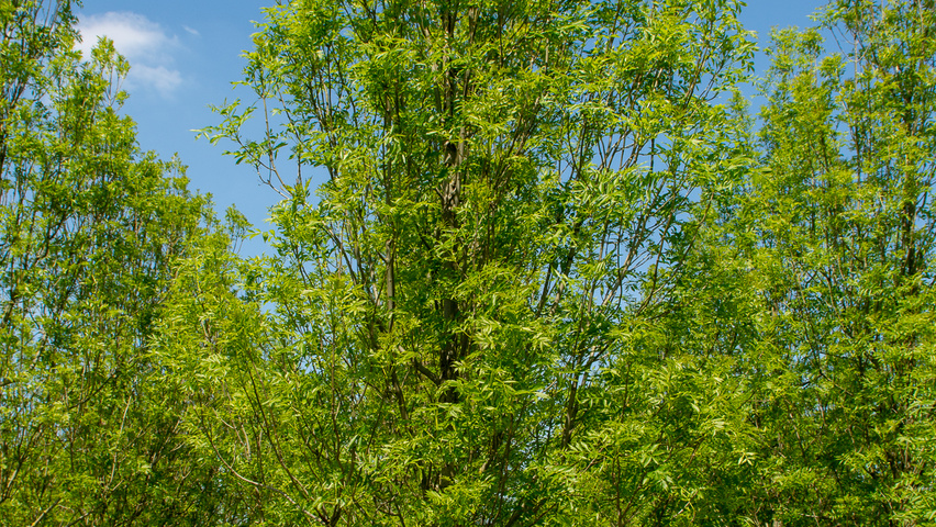 Fraxinus excelsior 'Geessink' Деревья с центральным стволом и ветвями от земли