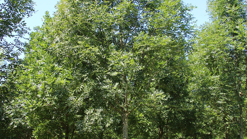 Fraxinus excelsior 'Geessink' hochstämmig