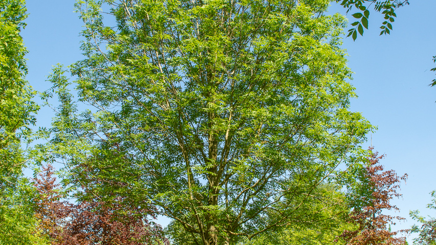Fraxinus excelsior 'Geessink' Деревья с высоким стволом (стандарт)
