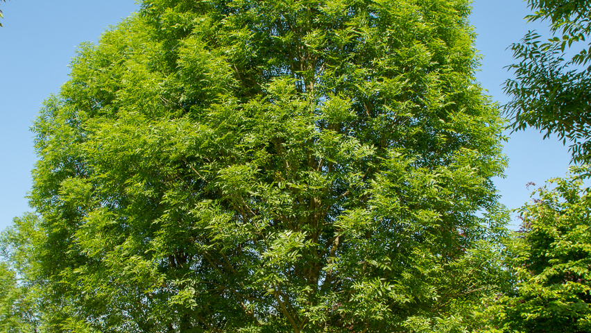 Fraxinus excelsior 'Geessink' Деревья с высоким стволом (стандарт)