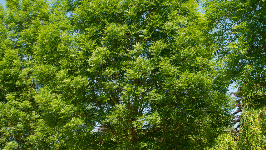 Fraxinus excelsior 'Geessink' Деревья с высоким стволом (стандарт)