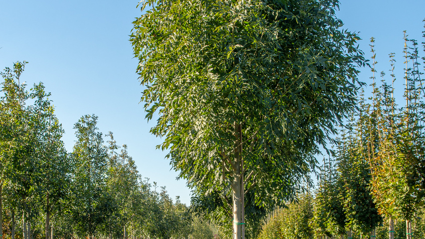 Fraxinus excelsior 'Geessink' Деревья с высоким стволом (стандарт)
