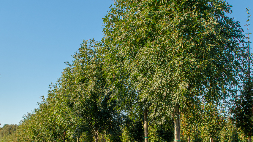Fraxinus excelsior 'Geessink' Деревья с высоким стволом (стандарт)