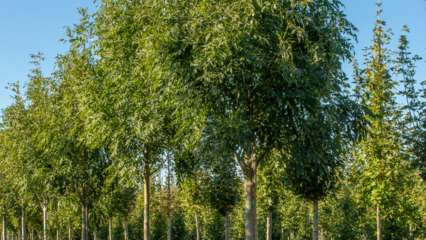 Fraxinus excelsior 'Geessink' Деревья с высоким стволом (стандарт)