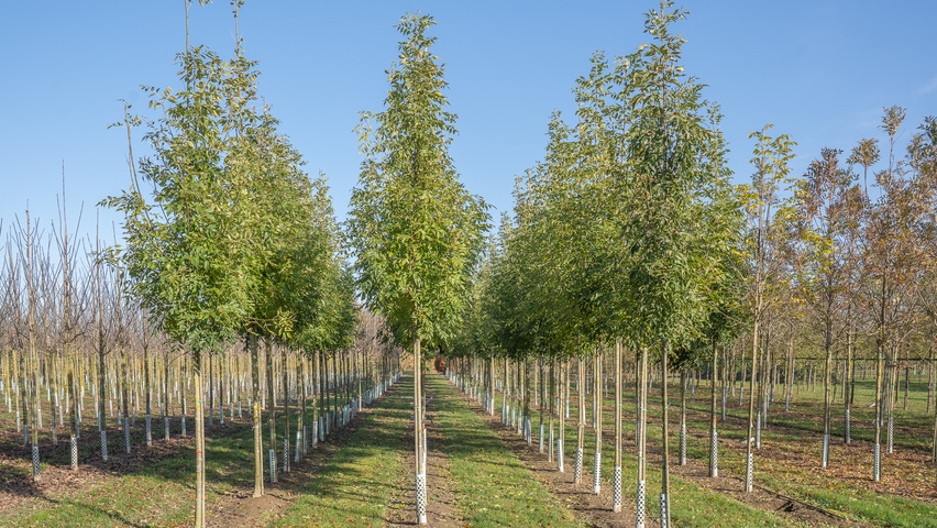 Fraxinus excelsior 'Geessink' Деревья с высоким стволом (стандарт)