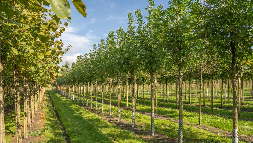 Fraxinus excelsior 'Geessink' Деревья с высоким стволом (стандарт)