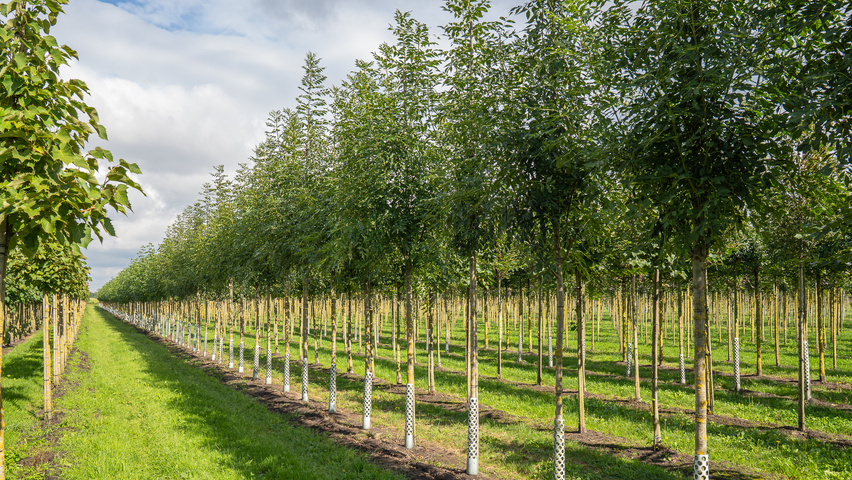 Fraxinus excelsior 'Geessink' Деревья с высоким стволом (стандарт)