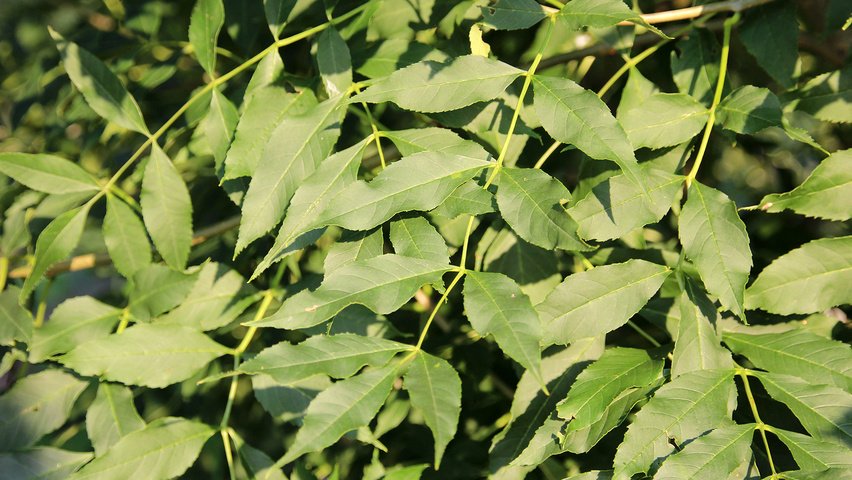 Fraxinus excelsior 'Geessink' Blatt