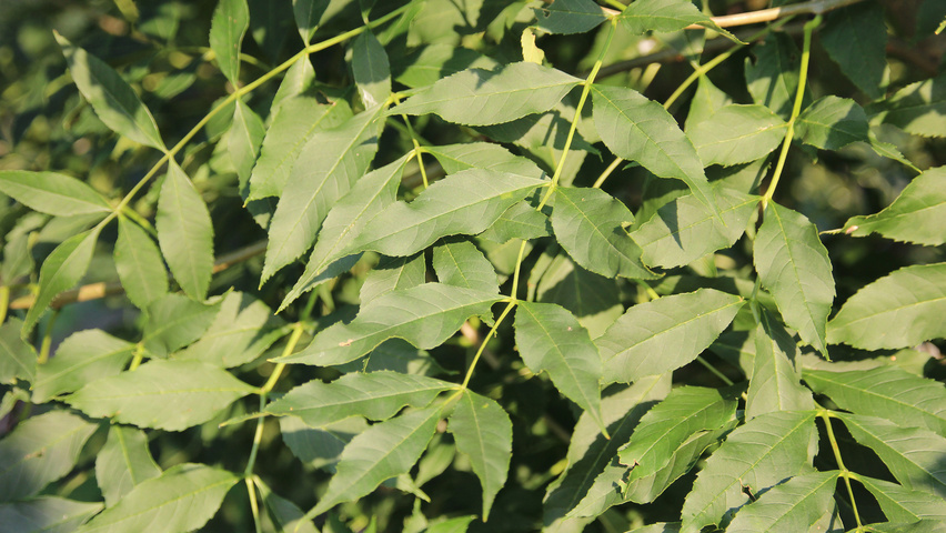 Fraxinus excelsior 'Geessink' листья