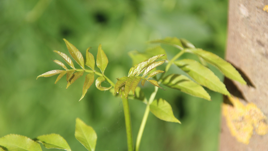 Fraxinus excelsior 'Geessink' листья