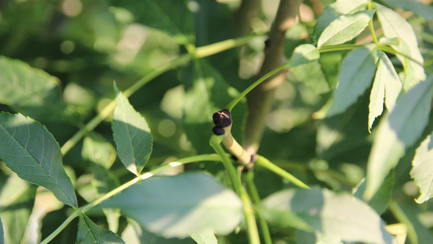 Fraxinus excelsior 'Geessink' ветви