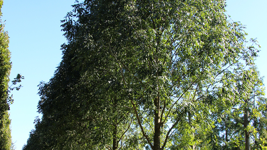 Fraxinus excelsior standard tree