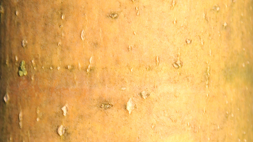 Fraxinus excelsior 'Jaspidea' bark