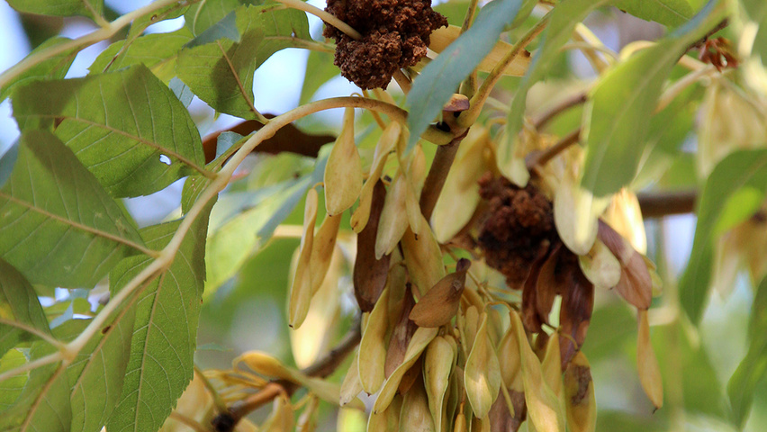 Fraxinus excelsior 'Jaspidea' fruits