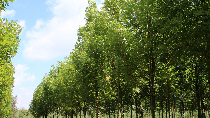 Fraxinus excelsior 'Jaspidea' standard tree