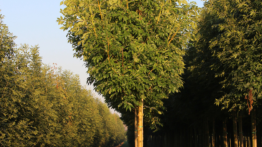 Fraxinus excelsior 'Jaspidea' standard tree