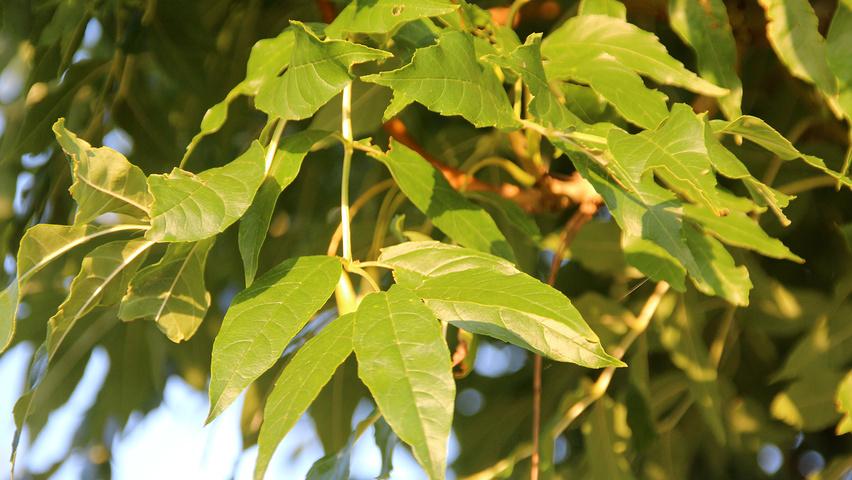 Fraxinus excelsior 'Jaspidea' leaves