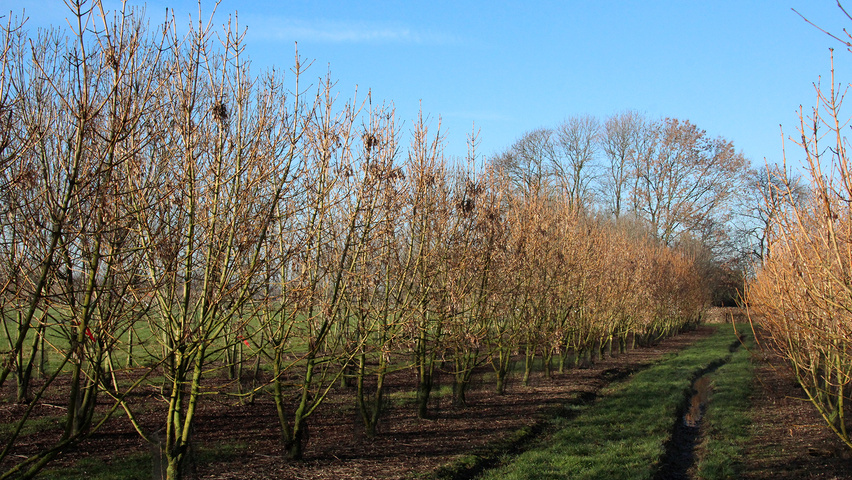 Fraxinus excelsior 'Jaspidea' multi-stem