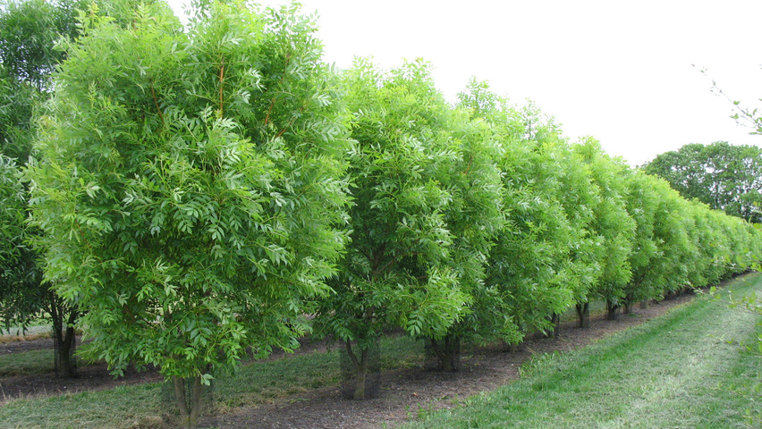 Fraxinus excelsior 'Jaspidea' multi-stem