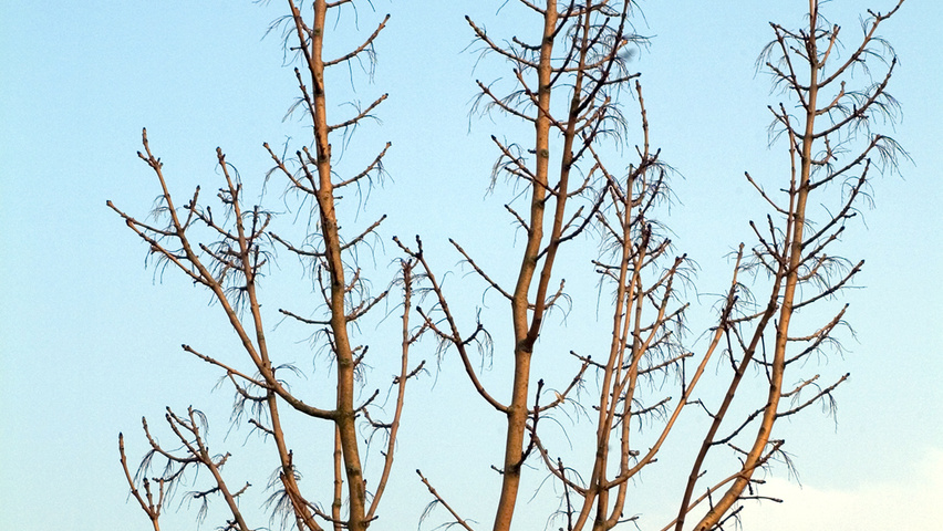 Fraxinus excelsior 'Jaspidea' pollard