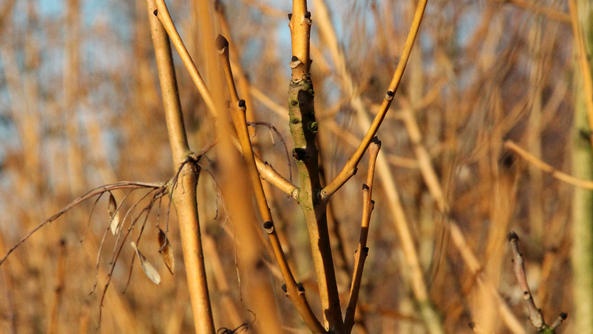 Fraxinus excelsior 'Jaspidea' twigs