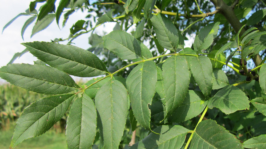 Bildergebnis für fraxinus excelsior