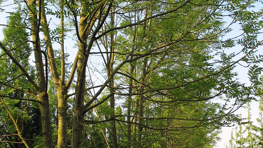 Fraxinus excelsior multi-stem