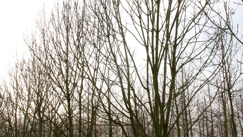 Fraxinus excelsior multi-stem