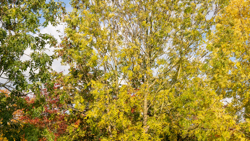 Fraxinus excelsior multi-stem