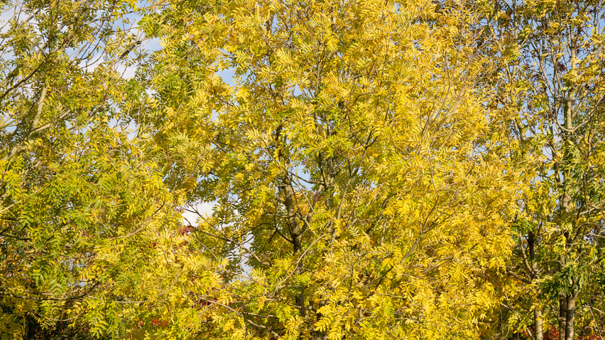 Fraxinus excelsior multi-stem