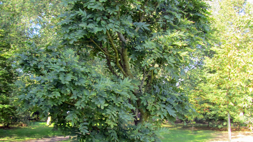 Fraxinus excelsior 'Nana' półpienne