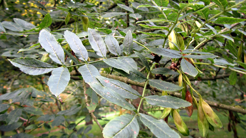 Fraxinus excelsior 'Nana' liście