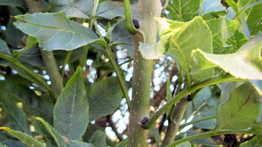 Fraxinus excelsior 'Nana' pędy