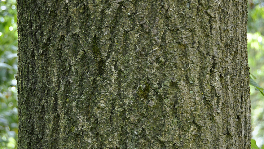 Fraxinus excelsior 'Pendula' кора