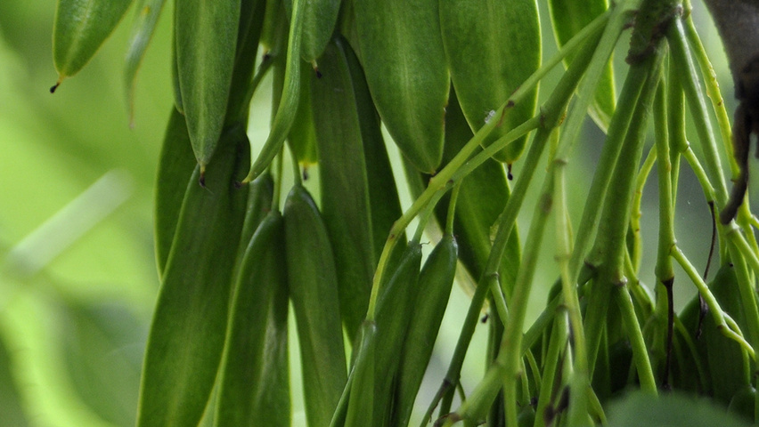 Fraxinus excelsior 'Pendula' плоды